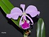 Cattleya jenmanii 